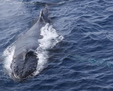 Humpback whale - credit Wegner Institute